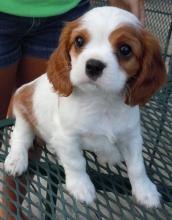 Puppies for sale king charles spaniel - Georgia, Kutaisi