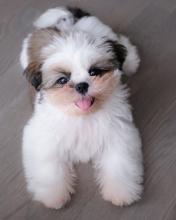 Puppies for sale shih tzu - Germany, Freiburg