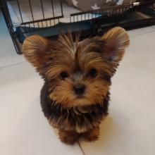 Puppies for sale yorkshire terrier - Russia, Kazan