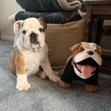 Puppies for sale english bulldog - Italy, Rome