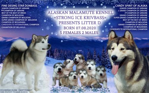 Продам щенка Аляскинский маламут - Латвия, Рига. Цена 800 евро