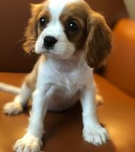 Puppies for sale king charles spaniel - United Kingdom, Edinburgh