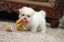 Puppies for sale maltese - Czech Republic, Prague
