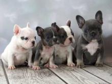 Puppies for sale french bulldog - Germany, Solingen