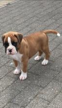 Puppies for sale boxer - Finland, Kuopio