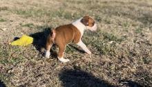 Puppies for sale boxer - Slovakia, Brno