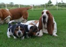 Puppies for sale basset hound - Cyprus, Protaras