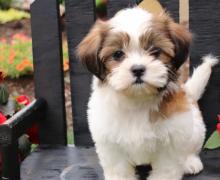 Puppies for sale shih tzu - Sweden, Helsingborg