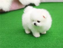 Puppies for sale , pomeranian puppies - Denmark, Aarhus