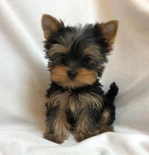 Puppies for sale yorkshire terrier - Italy, Rome