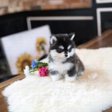 Puppies for sale , pomsky puppies - Slovenia, Subbotitsa