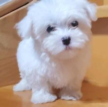 Puppies for sale maltese - Estonia, Pya