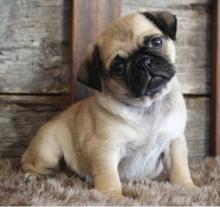 Puppies for sale pug - Estonia, Narva