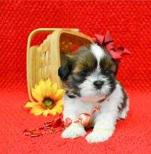 Puppies for sale , shih tzu puppies - Romania, Golden