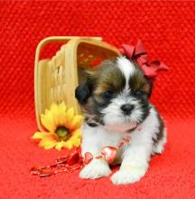 Puppies for sale , shih tzu puppies - Luxembourg, Luxembourg
