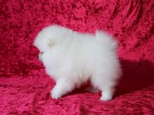 Puppies for sale pomeranian spitz - Finland, Kuopio