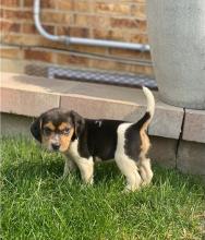 Puppies for sale beagle - Denmark, Kopenagen