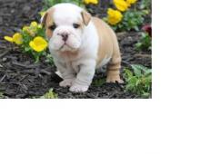 Puppies for sale english bulldog - Hungary, Budapest. Price 750 $