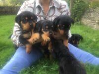 Puppies for sale rottweiler - Bulgaria, Shumen