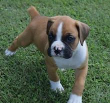 Puppies for sale , boxer puppies - Georgia, Burn