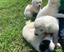 Puppies for sale , great pyrenees - Netherlands, Tilburg