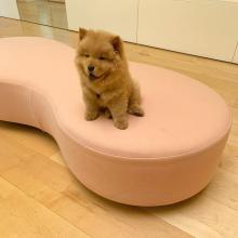 Puppies for sale , chow chow puppies - Slovakia, Pardubice