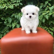 Puppies for sale , bolonka puppies - Austria, Linz