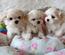 Puppies for sale maltese - Hungary, Budapest