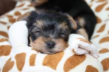 Puppies for sale yorkshire terrier - Austria, Linz