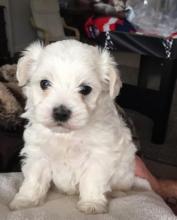 Puppies for sale maltese - Spain, Santander