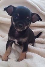 Puppies for sale chihuahua - USA, California. Price 500 $