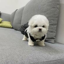 Puppies for sale bichon - USA, Washington. Price 500 $