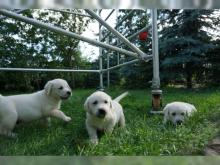 Puppies for sale labrador - Austria, Graz