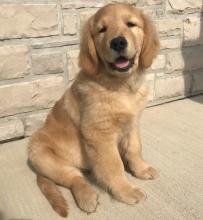 Puppies for sale golden retriever - Sweden, Goteborg