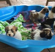 Puppies for sale shih tzu - Netherlands, Leiden