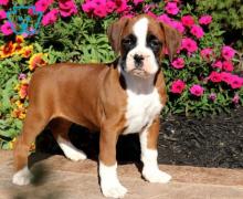 Puppies for sale boxer - Finland, Pori