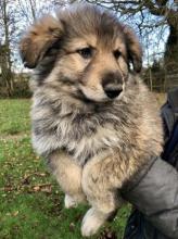 Puppies for sale german shepherd dog - USA, California, Los Angeles. Price 950.00 $