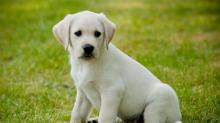 Puppies for sale labrador retriever - Slovenia, Draguvats