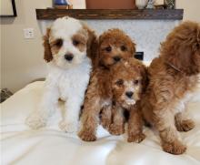 Puppies for sale , cavapoo - Netherlands, Leiden