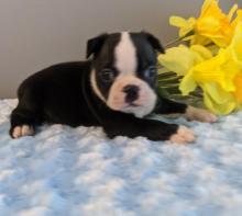 Puppies for sale boston terrier - Slovenia, Subbotitsa