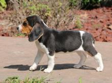 Puppies for sale beagle - Netherlands, Glethoorn