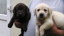 Puppies for sale labrador retriever - Kyrgyzstan, Osh
