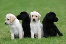 Puppies for sale labrador retriever - Slovakia, Hradec Kralove