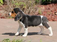 Puppies for sale beagle - Netherlands, Leiden
