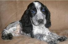 Puppies for sale english cocker spaniel - Luxembourg, Luxembourg