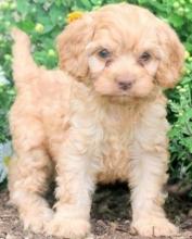 Puppies for sale ,  cockapoo - Czech Republic, Luhacovice