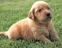 Puppies for sale golden retriever - Denmark, Odense