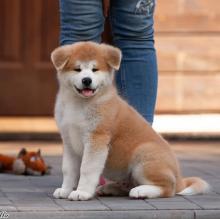 Puppies for sale akita - Malta, Valletta