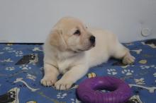 Puppies for sale labrador - Luxembourg, Luxembourg. Price 250 €