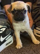 Puppies for sale pug - Belgium, Antwerp. Price 250 €